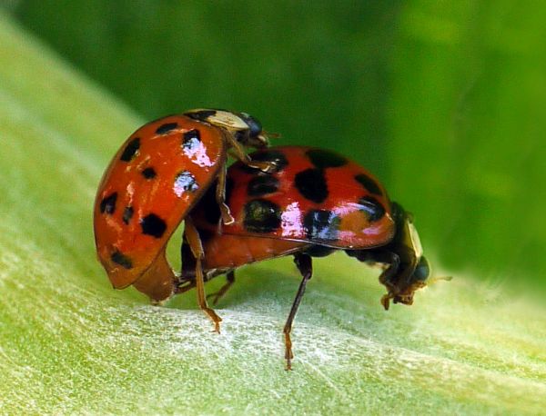 Harmonia axyridis, Harlequin Ladybirds mating