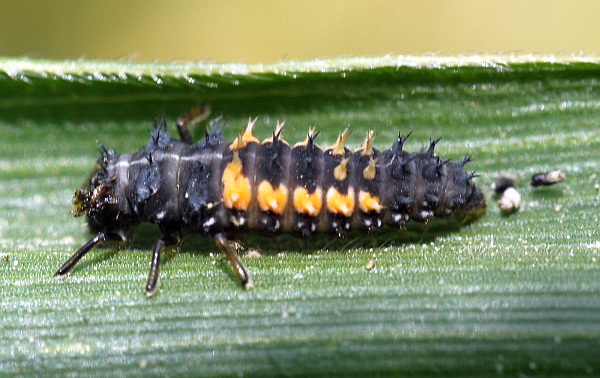 Larva of the Harlequin Ladybird