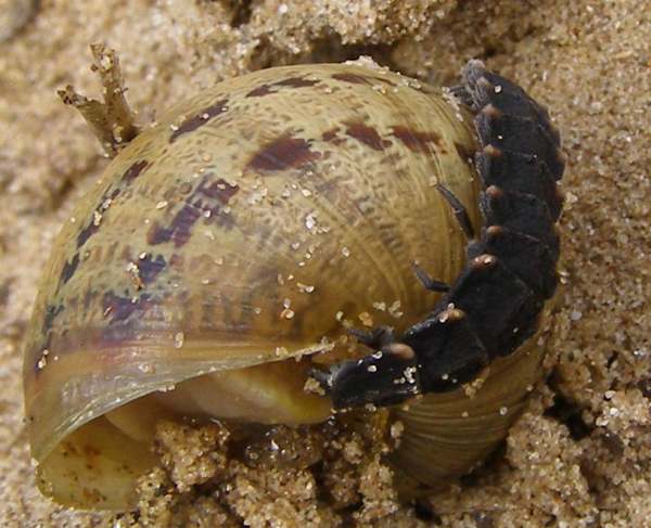 Glow-worm larva, Lampyris noctiluca