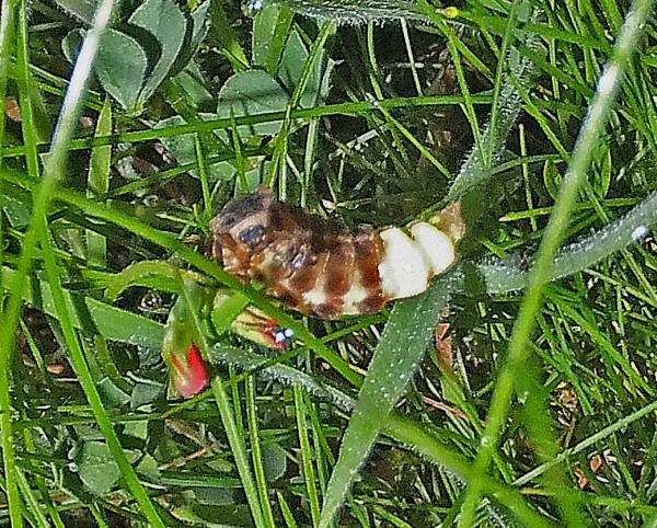 Glow-worm by flash photography