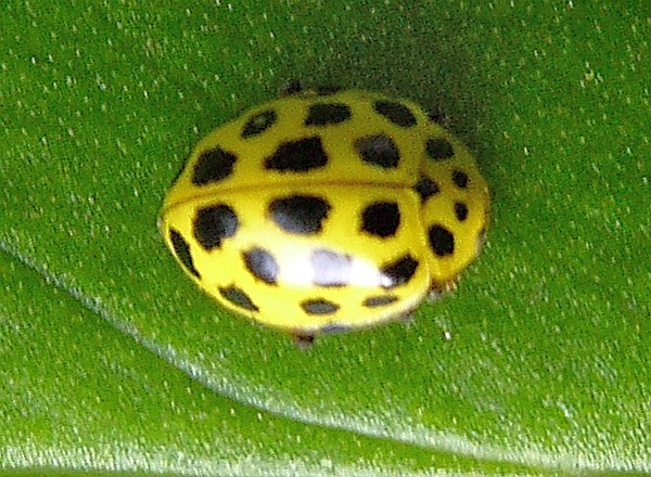 Psyllobora vigintiduopunctata, Twenty-two-spot Ladybird