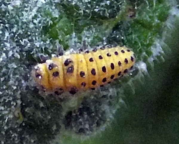 Larva of Psyllobora vigintiduopunctata, Twenty-two-spot Ladybird