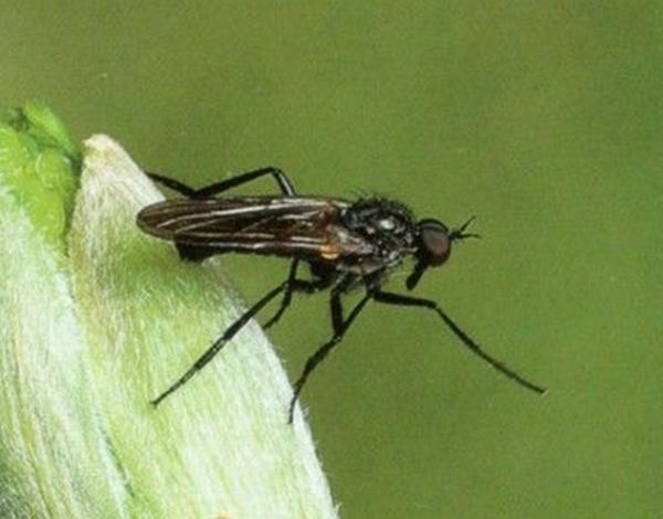 Bibio johannis - adult