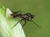 Black gnat