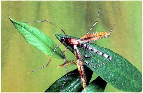 Artificial daddy long-legs