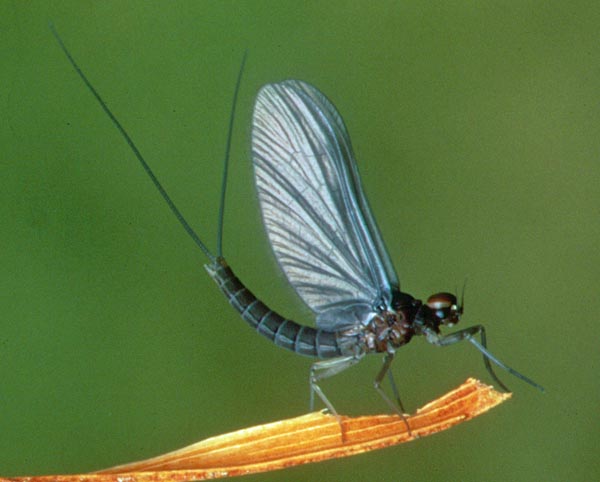 Iron Blue Dun (male)