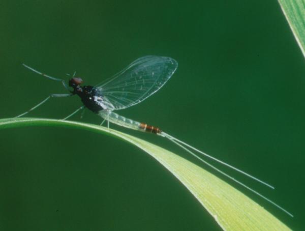 Iron Blue Spinner (female)