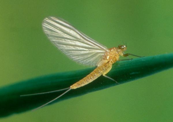 Pale Watery dun (female)