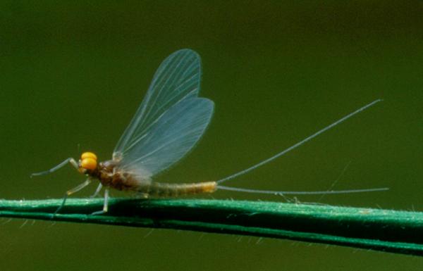 Pale Watery dun (male)