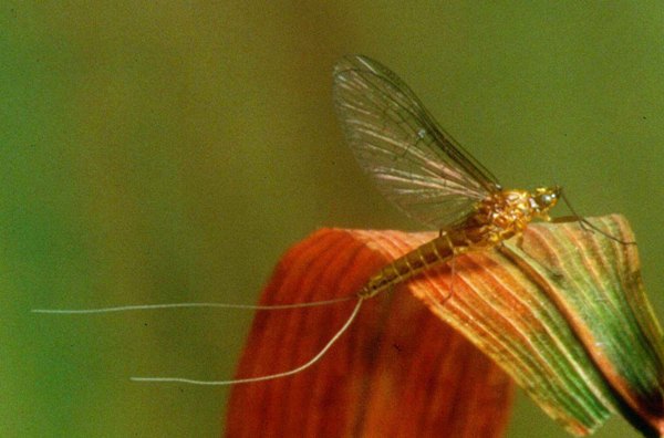 Pale Watery spinner (female)