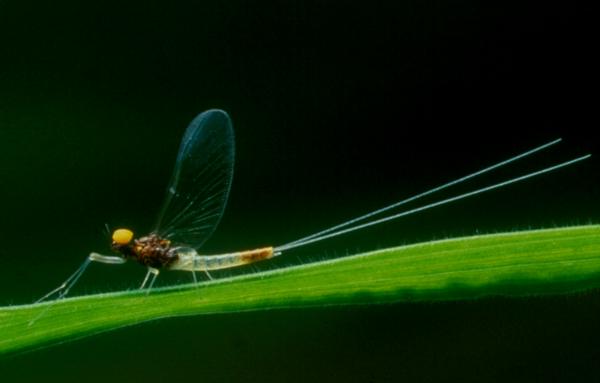 Pale Watery spinner, male
