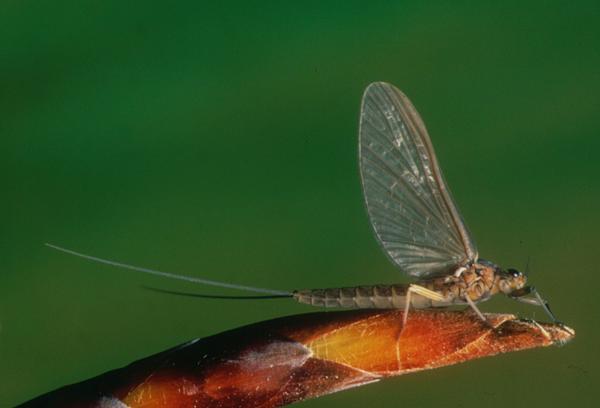 Female dun or subimago of the Large Dark Olive, Baetis rhodani