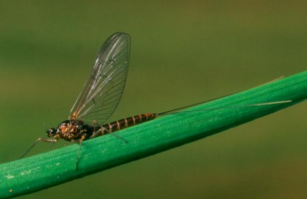 A female imago or spinner of the Large Dark Olive