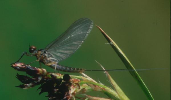 Male dun of Baetis rhodani