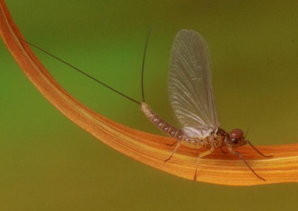 Male dun of Baetis rhodani