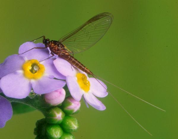 A female imago or spinner of the Large Dark Olive