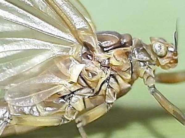 Medium Olive, closeup