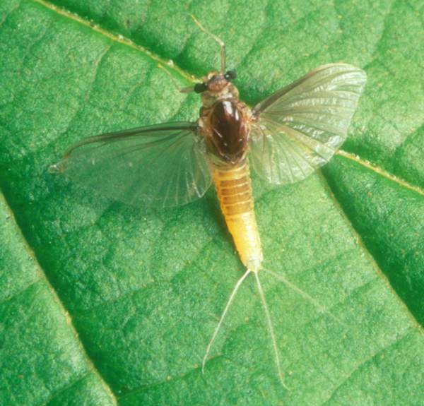 Dun of Caenis rivulorum