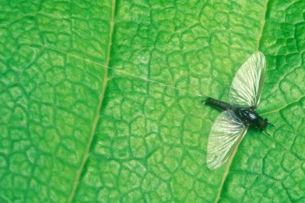 Dun of Caenis horaria