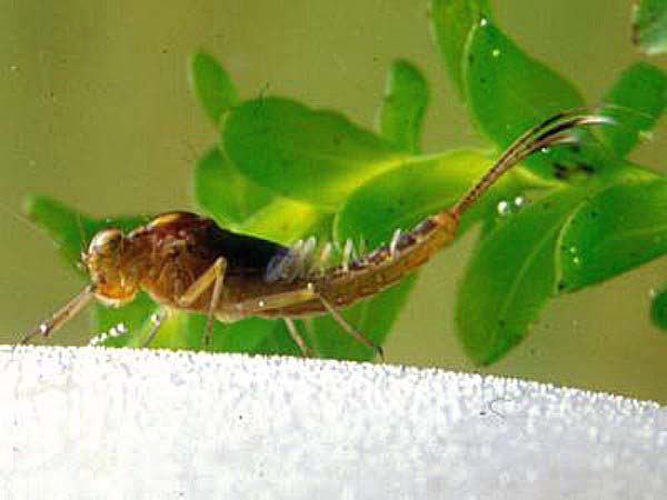 Nymph of Cloeon dipterum, Pond Olive