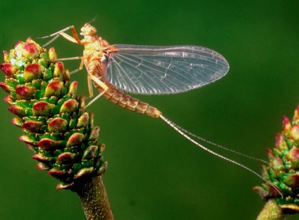A female dun of the Pond Olive, Cloeon dipterum