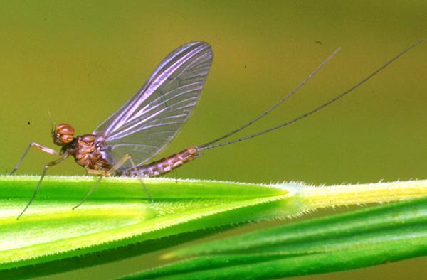 Male dun of the Pond Olive, Cloeon dipterum
