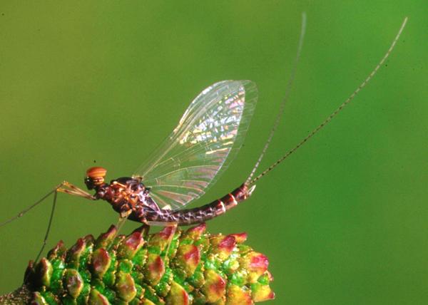 A male spinner of the Pond Olive, Cloeon dipterum