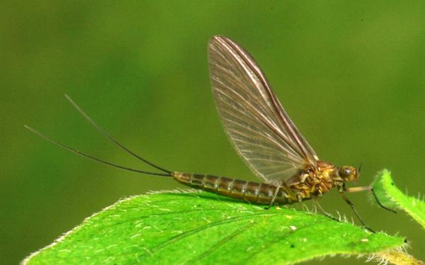 A female dun of the Lake Olive, Cloeon simile