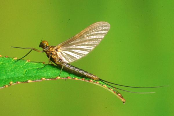 Male dun of the Lake Olive, Cloeon simile