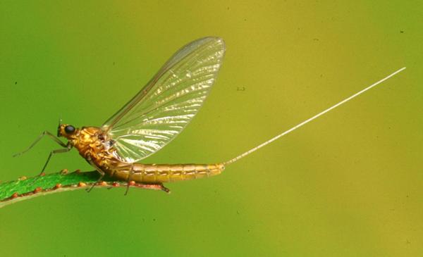 A female spinner of the Lake Olive, Cloeon simile