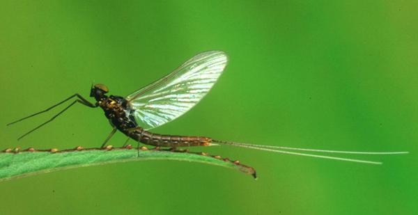 A male spinner of the Lake Olive, Cloeon simile