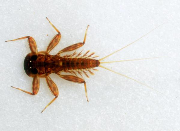 Nymph of Ecdyonurus dispar