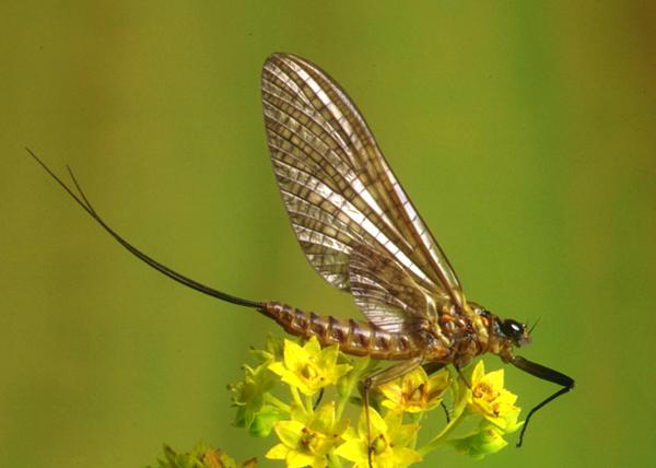 Female dun of Ecdyonurus dispar