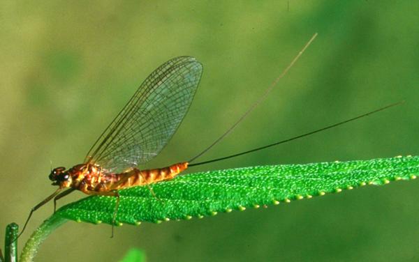 Female spinner of Ecdyonurus dispar