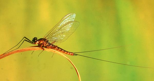 Male spinner of Ecdyonurus dispar