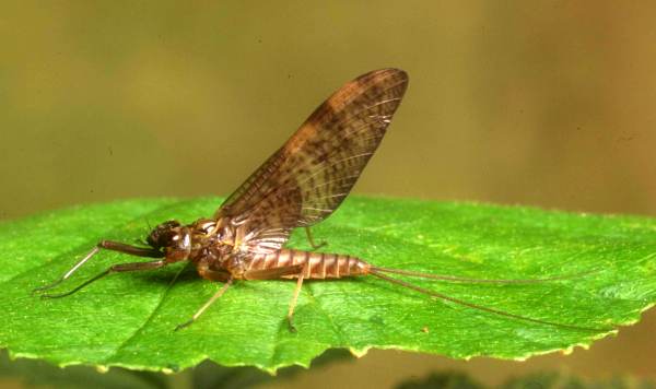 Ecdyonurus dispar, male dun