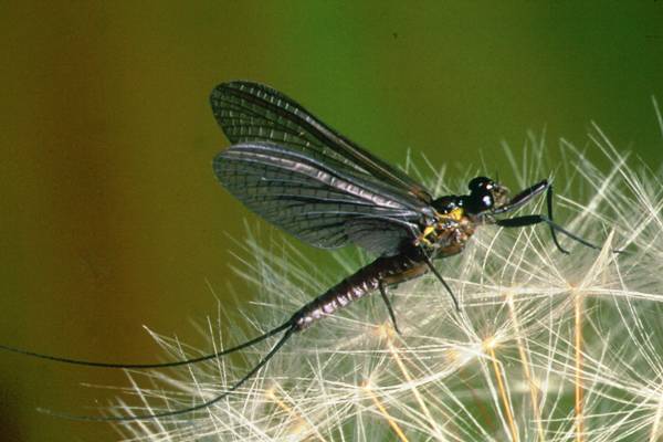 Electrogena lateralis, Dusky Yellowstreak, male dun