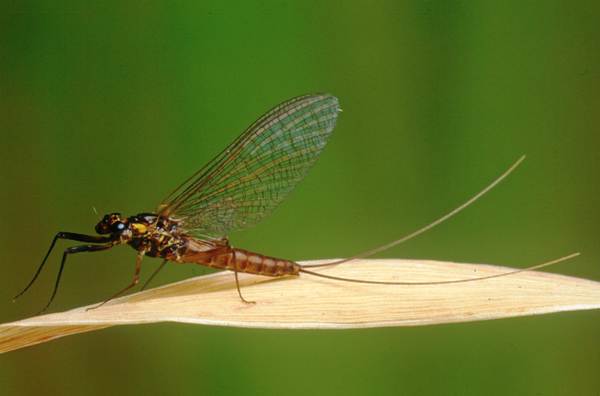 Electrogena lateralis, Dusky Yellowstreak, female spinner