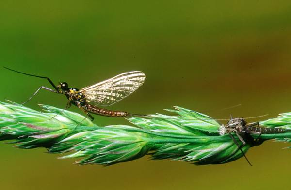 Electrogena lateralis, Dusky Yellowstreak, female spinner