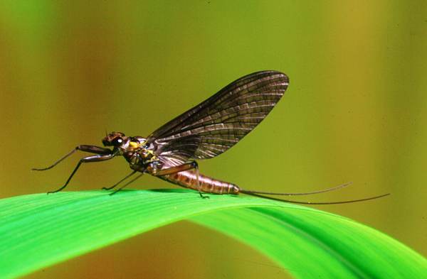 Electrogena lateralis, Dusky Yellowstreak, female dun