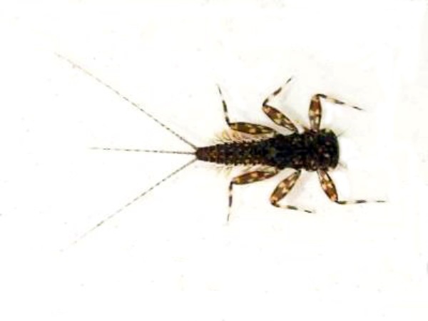 Nymph of the Yellow May