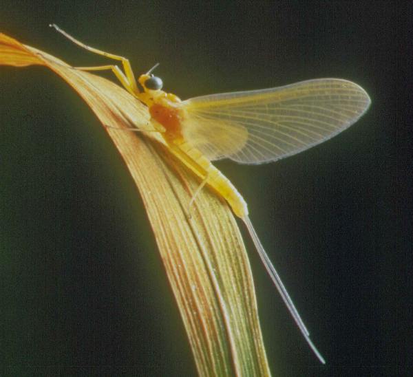 Male dun of the Yellow May