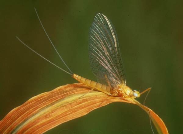 Female spinner of the Yellow May