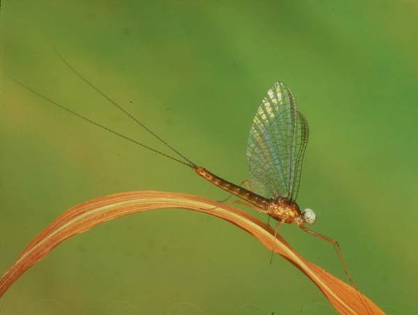 Male spinner of the Yellow May