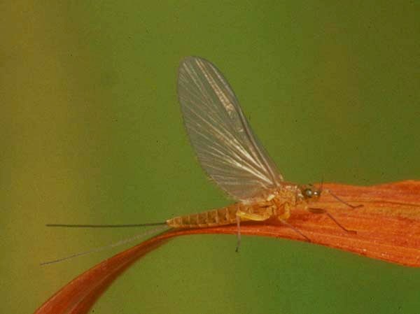 A female dun of the Pale Evening Dun
