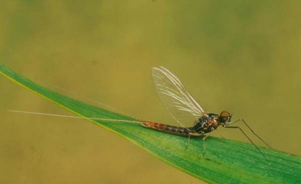 Nymph of Cloeon dipterum, Pond Olive
