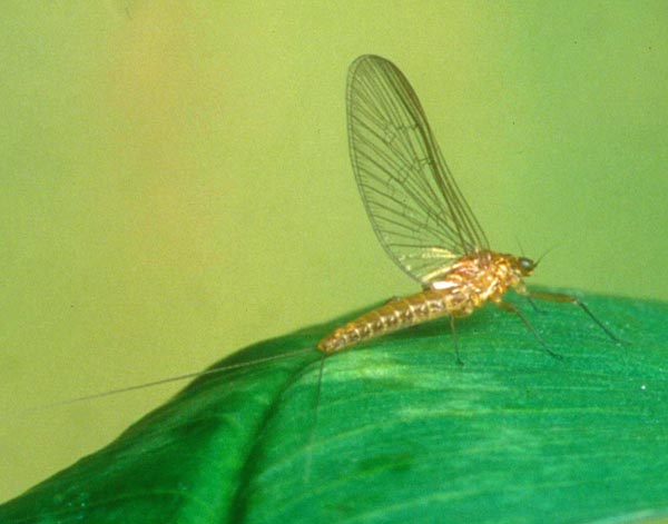 A female Pale Evening spinner