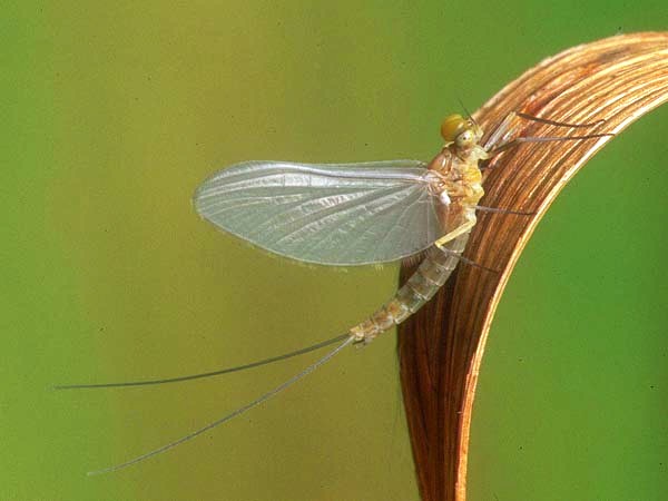 A male Pale Evening Dun