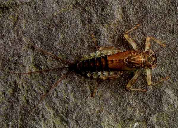 Nymph of the March Brown