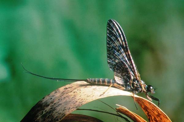 Female dun of the March Brown
